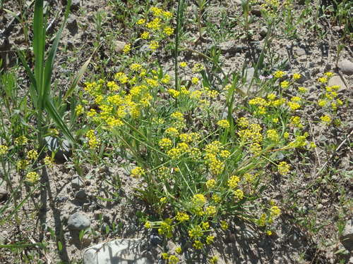 GDMBR: I think this is wild Dill.